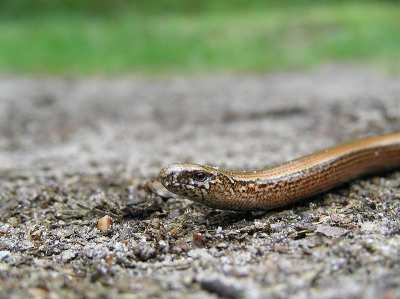 Tijdens een ochtend wandeling lag deze hazelworm op te warmen op het pad. Gelukkig was hij erg sloom dus had ik even de tijd voor een paar foto's.