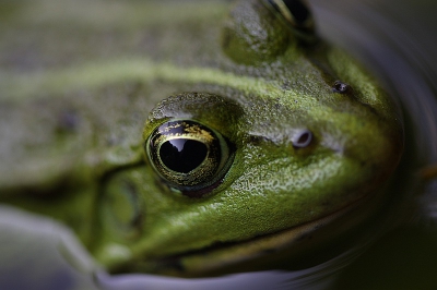 Een ogenblik met de kikker.
Ik kon deze groene kikker zeer dicht benaderen,hij kwam zelfs naar mij toe,,,nieuwsgierigheid?