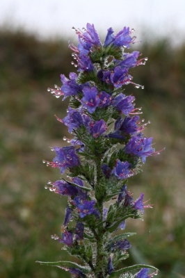 's ochtends vroeg in de duinen. Het was vochtig weer, zoals op de plant te zien is.