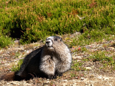 Hijgend de berg oplopend richting de gletsjer hoorden we een hoog gefluit. 
Al die jaren waren we al op zoek naar een harige marmot maar we hadden er nog nooit eentje gezien. Het zal toch niet? En jawel, al fluitend, hard rennend kwam er een wollig wezen aan dat vlak voor mijn voeten ging zitten en verwachtingsvol naar me opkeek. Ik verstarde en vereerd maar gespannen wachtte ik af wat hij ging doen. N een tijdje leek het wel of hij gepikeerd was terwijl hij wegliep omdat ik hem geen aandacht gaf. Voordat hij zijn holletje inkroop keek hij nog n keer om. Dolgelukkig maakte ik toen deze foto. Wat een ontmoeting!