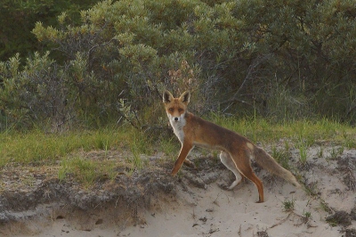 Nog een foto van de drie jonge vossen in de duinen hier in Den Haag. Maar er is iets met deze vos. Ik heb ook daarom de kop daarom bewust gecentreerd. Als je goed kijkt zie je een streep dwars over de kop lopen [het lijkt haast of er een twijg voor zit] met naast het rechteroog een plek, litteken? Ik denk dat ie als jong welpje idd een wond heeft opgelopen. Ik heb de vos daarom " scarface" gedoopt.