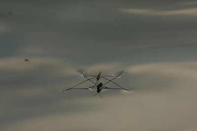 Tussen de microscopisch kleine haartjes houdt het insect lucht vast. Ook maken de haartjes de poten extra waterafstotend. 

In het water gestaan en maar wachte tot ze naar je toekomen,zijn zeer beweegelijk insecten.