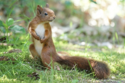 Ik zat eigenlijk te wachten op grofwild toen ik geritsel hoorde. Het bleek deze eekhoorn te zijn die wel even wilde poseren.