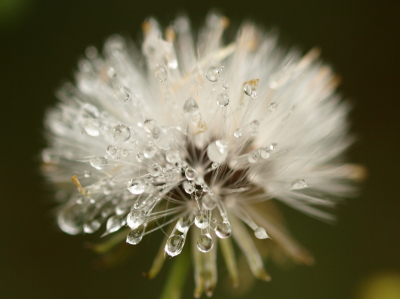 Niets te zien en niets te horen.
Op de grond maar met mijn oren.
H wat mooi, licht op wat draden
Maar welke bloem? Dat laat zich raden