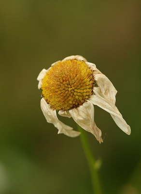 Dit bleef er over......... van de Wilde Margriet na een fikse regenbui, die hier ook plaatsvond.