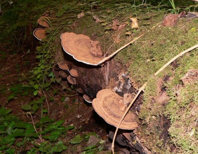 <i class='fa fa-user'></i>&nbsp;Henk van den Born&nbsp;| Platte Tonderzwam&nbsp; <i class='fa fa-eye'>&nbsp;185</i> &nbsp; <i class='fa fa-comment-o'>&nbsp;1</i>