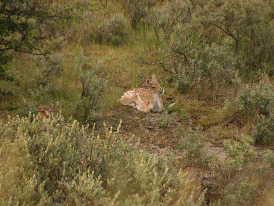 Zondag avond ben ik met mijn vader naar de duinen geweest omdat er zoveel jonge damhertjes zijn.
Ik mocht vooruit lopen en zag deze 2 het eerst.