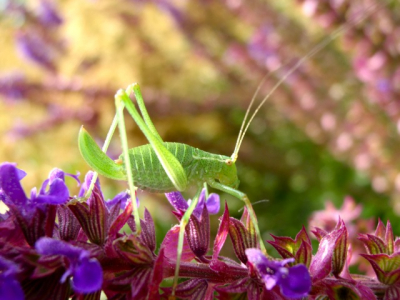 Gemaakt op 8 cm van object. Met modus Super Micro. Met Olympus Mju 9000 gemaakt.