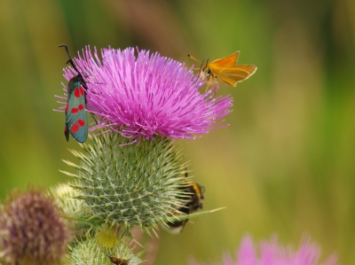 Gisteren nog een mooie distel gezien op weg terug naar huis. Hij bleek een aantal bezoekers te hebben, waaronder een St.Jansvlinder. De hommel die aan de achterkant verbleef, bleek bij controle helaas overleden en werd geconsumeerd door een spinnetje. Voldaan ging (bijna) iedereen huiswaarts.