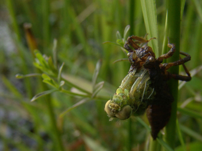 s'morgens vroeg langs de waterkant, is het altijd mooi om een libelle te zien ontpoppen uit een larve. Het duurde anderhalf uur voor het beest weg vloog.