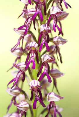 Deze hybride tussen het Soldaatje en de Poppen orchis stond op een zgn pelouse calcaire , een kalkgraslandhelling in de buurt van Verdun.