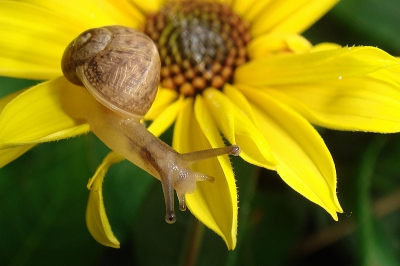 Dit voor mij nu... bekende slakje zat daar met meerdere soortgenoten op deze bloem[en] en ik nam de kans waar om een plaatje te schieten.