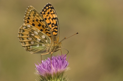 Op een paar plekken op de Veluwe zijn deze vlinders nog te vinden. Bij een bosje met distels trof ik vier exemplaren aan.