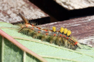 Deze fraaie rups stal de show op ons houten tuintafeltje (gemaakt in de middag om 12.15 uur).
