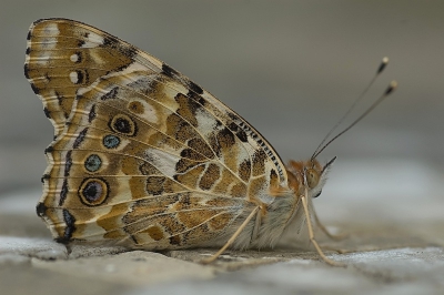Distelvlinder zat op de grond, ben het niet gewend dat ze zo lang stil zitten.