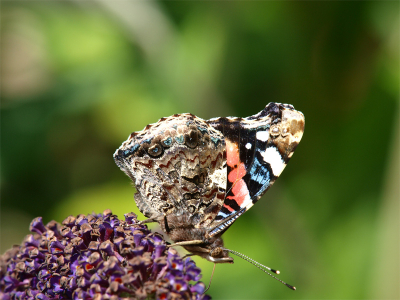 Terwijl ik de was aan het opruimen was keek ik boven uit het raam en zag iets bewegen in de vlinderstruik. 
Ik rende naar beneden en griste mijn camera uit de kast in de hoop dat ik weer zo'n mooie distelvlinder zou zien. 
Het waaide heel hard en ik moest 30 foto's maken voor ik een redelijk scherpe had. De buurman, die kwam kijken waarom ik zo stond te springen, stuurde me later een mailtje met de juiste determinatie.
