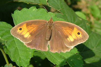 Tijdens vakantie 2005 in Rockanje vele soorten vlinders gefotograveerd.Dit vrouwtje van het bruin zandoogje is er een van.