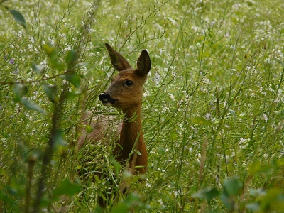 Gisteravond een avond tussen de reen doorgebracht. Vanuit mijn schuilhut deze foto kunnen maken. De geit merkte niks van mijn aanwezigheid en kwam zeer dichtbij. Gelukkig ging zij uit zichzelf weer weg anders was het een lange avond geworden...