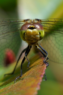 Deze libel zat in een struik in mijn tuin. Ik kon deze libel zeer dicht naderen en zo frontaal fotograferen. Vind dat hij wel een leuk koppie heeft.