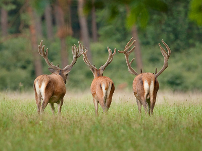 Vanavond naar het Nationaal Park de Hoge Veluwe geweest. Het wachten duurde lang, maar uiteindelijk kwamen ze een kwartiertje op bezoek.