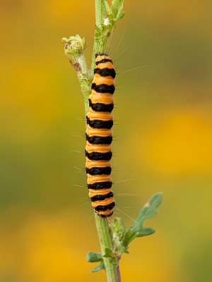 Naast de edelherten ook wat macro's gemaakt. Waaronder deze rups van de St. Jacobsvlinder. Ongelooflijk dat hier een rode vlinder uitkomt.