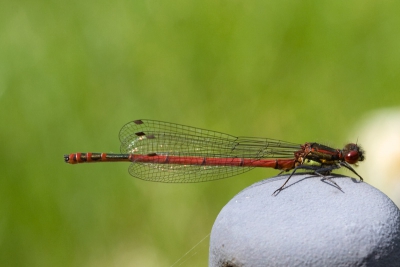 Deze  vuurjuffer( volgens mij een mannetje, omdat de gele schouderstrepen ontbreken) kwam zijn opwachting maken in de tuin. Foto gemaakt met 100 mm objectief ( uit de hand) en iets bijgesneden. De gebruikelijke basisbewerkingen toegepast in Photoshop.