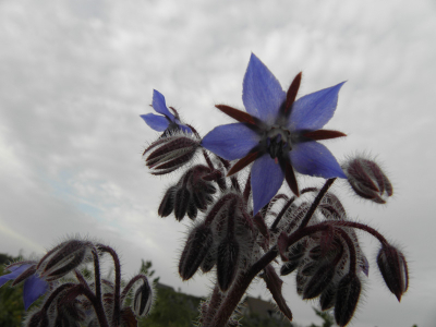 al fietsend en rondkijkend met camera in de tas ontdekte ik deze plant op een stuk grond naast de Nollen