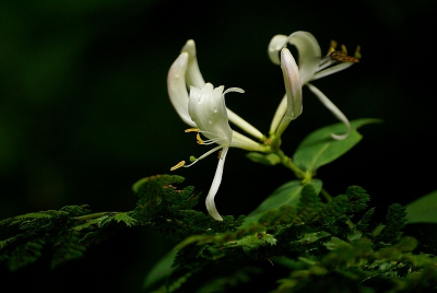 Langs het pad op een vrij donkere plek in het bos bloeit deze wilde kamperfoelie, het was dan ook de enige bloem.