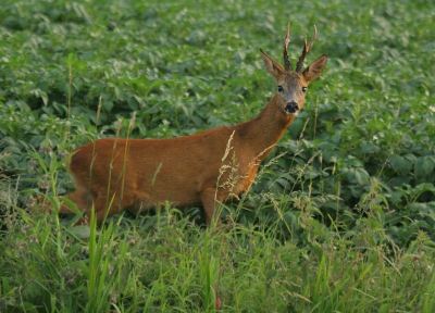 hier nog een foto van een zaterdag .ik was de enigste die een foto van deze ree kon maken  , omdat hij bij mijn in de goeie hoek zat .ook maar een foto kunnen maken ,,toen sprong hij weg  , de weg over en toen over de dijk ,erg dicht bij 



 ik zal het maar zegen voordat Julie het zien..er zit op poot hoogte een oranje streep door de foto  , dat komt door mijn camera , ik kan het laten maken .maar omdat ik over een jaar een nieuwe camera ga kopen .doe ik het niet , het is af en toe dat er een streep door de foto zit  , en hier had ik alleen maar het geluk dat de ree bleef staan