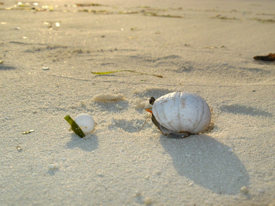 Ik sluit het uploaden van de vakantiefoto's af zoals de vakantie zelf ook afliep, met ipv duiken een strandwandeling. Over het hele eiland vond je heremieten in alle maten en soorten, er moeten er duizenden zijn geweest. Hier een foto van aan het begin van de avond tegen een zakkende zon in.