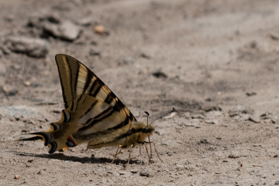 Deze vlinder stond heel hoog op mijn lijstje, om hem te zien en vast te leggen.
Maar dat viel nog niet mee omdat hij zo enorm beweeglijk is en weinig stil zit. 
Uiteindelijk is het me toch gelukt.