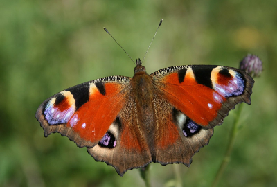 Deze dagpauwoog zat op een distel. Voorzichtig een paar foto's gemaakt met dit als resultaat.
