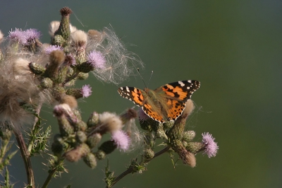 Mn eerste vlinder op nederpix! Deze kwam ik tegen in een mooi distelveld op een grindeiland in Stevenweert