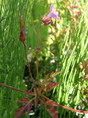 ik was op een middag rondlopen bij mij in de buurt en toen zag ik dit plantje staan,ik had camera bij me dus op de knien en een paar foto`s gemaakt