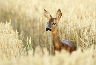 Een zonnige mid-zomerdag aan de Franse grens. Het Vlaamse Heuvelland met vlakbij "La Douce France" en... straks het Folkfestival te Dranouter. 's avonds goeie muziek en 's ochtends het geblaf van de Reen begeleidt door het eentonig deuntje van Kwartels en Geelgorzen... Zomer!