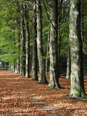 Op een mooie herfstdag kwan deze mooie beukenlaan voor mijn lens.
Dit is mijn eerste foto op Nederpix.