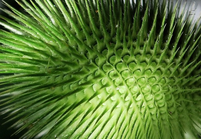 Deze plant groeit in het wild hier in de omgeving en zaait zich soms naar tuinen uit, zoals deze