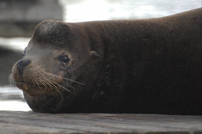 Deze leeleeuw lag heerlijk te relaxen op een aanlegplaats in de haven. Enkele seconden na deze foto ging hij er met veel kabaal en een enorm schommelende aanlegplaats vandoor om met veel herrie weer op de volgende aanlegolaats plaats te nemen