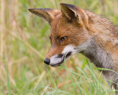 Ik had in Flevoland al vaak een vos gezien, maar deze keer was hij actief op zoek naar muizen in het kletsnatte gras en trok zich helemaal niks van me aan. Deze foto heb ik genomen vlak voordat hij heel snel een muis ving.
