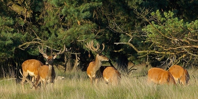 Lekker aan het grazen, maar een of twee herten blijven alert. Alhoewel hier in het NPHV ze niet veel onheil hoeven te verwachten. Wel wordt nauwlettend de afstand tot de Wildbaanweg gehandhaafd.