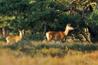 Later op de avond komt ook een roedeltje hinden met hun kalfjes en wat smaldieren uit de dekking. Ook zij houden goed de afstand tot de Wildbaanweg weg in de gaten.