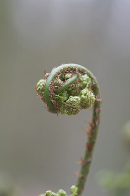 Toen ik net mijn macro lens had gekocht het bos in gegaan om te oefenen. Ik merkte al gauw hoe lastig belichting kan zijn zonder extra flitser, maar toch lukte het me deze jonge adelaarsvaren de fotograferen.