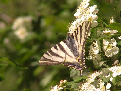Deze koningspage was zo ontzettend beweeglijk, uiteindelijk streek hij op deze bloemen neer.
Zo kon ik hem eindelijk toch  nog fotograferen.