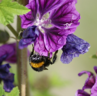 Deze hommel is heerlijk aan het smikkelen en heeft er geen last van dat hij helemaal onder het stuifmeel zit, zelfs op zijn oogjes.