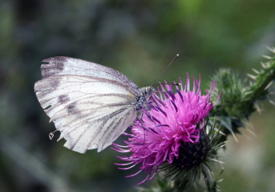 Al wandelend door het geuldal kwam ik een groepje distels tegen.
Hier op zaten diverse vlinders,uiteindelijk werd mijn geduld beloond met deze foto.