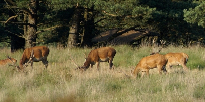 Hier nog een beeld van het roedel herten, vredig grazend in de middagzon. Ze letten er wel goed op om, zo lang er mensen staan te kijken, meer dan 150 m van de weg te blijven.
Overigens staan de beesten niet zomaar op deze plek, vanuit het huisje op de achtergrond vindt bijvoedering plaats. Dat is handig, want zo weten zowel de herten als de kijkers en fotografen waar ze moeten zijn tijdens de bronst.