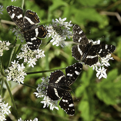 Wel 30 landkaartjes in een klein gebied bij elkaar. Een paar uur later terug op de zelfde plek, was er geen vlinder meer te bekennen.
