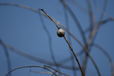 Tijdens een boswandeling kwam ik dit beeld tegen. Eenzaam en alleen zat deze slak op grote hoogte.