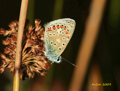 Op de knieen uit de hand. voorover gebogen over een greppel waarschijnlijk konden we er niet staan het was erg drassech