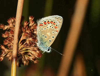 Op de knieen uit de hand. voorover gebogen over een greppel waarschijnlijk konden we er niet staan het was erg drassech